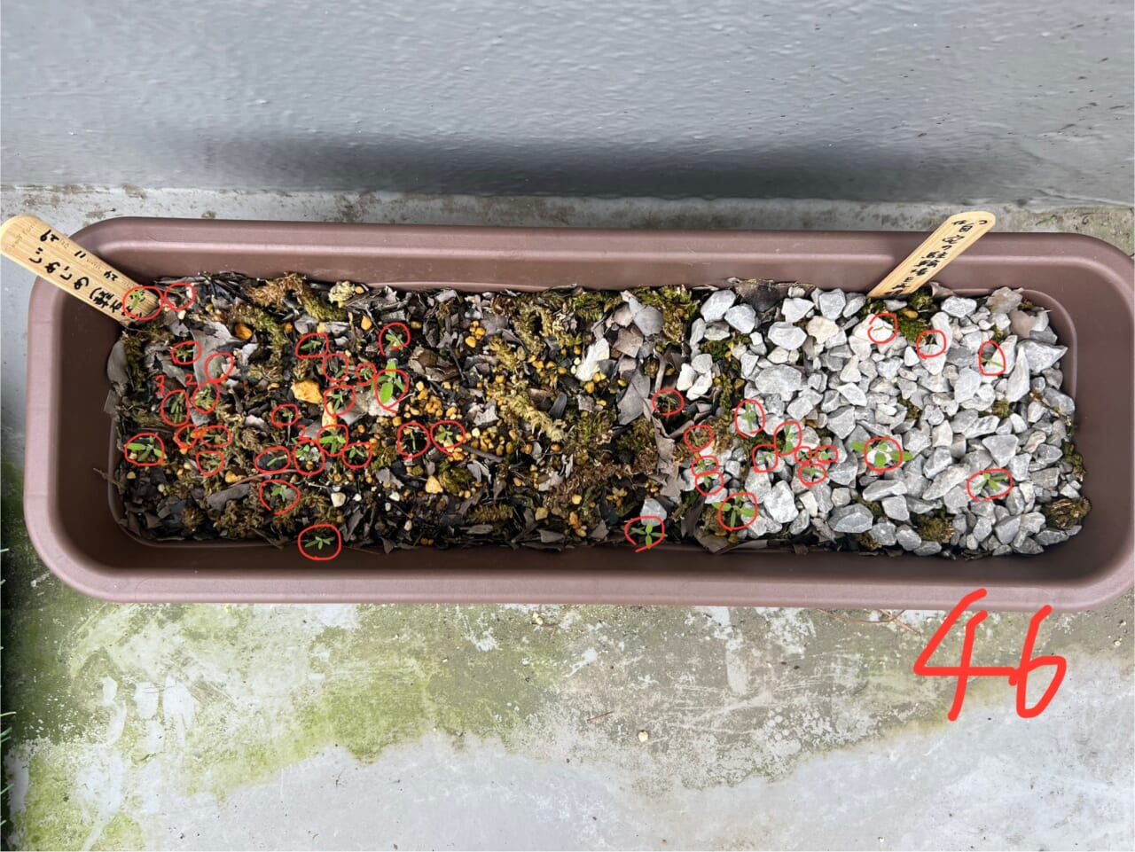 4月8日:なんと46個も赤ちゃんのような双葉!