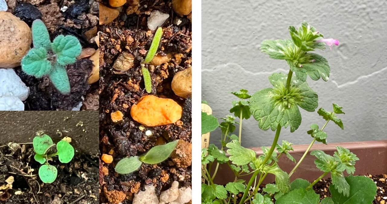 イトイの雑草プランター