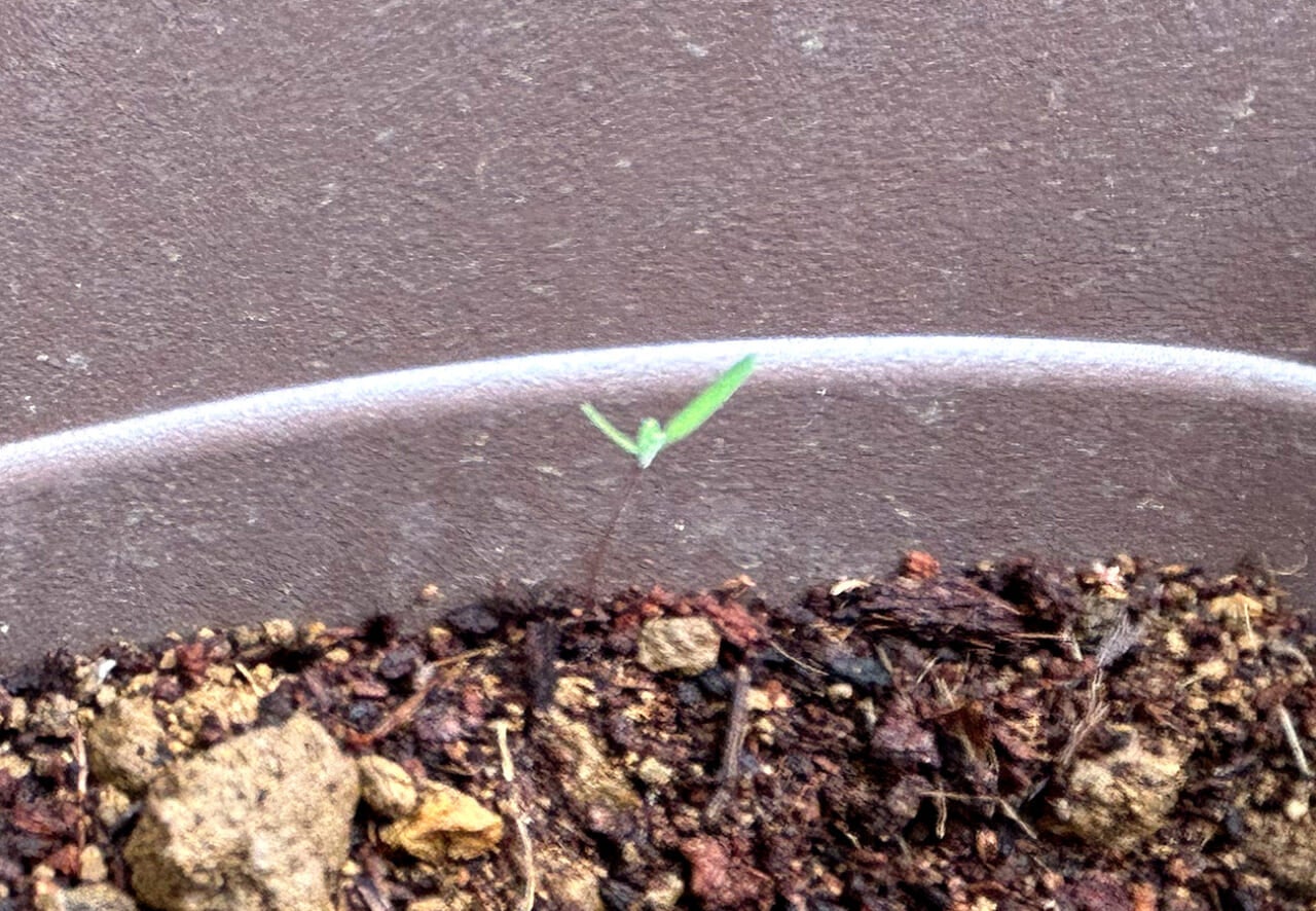 まるで「(出てこれた)ばんざい!」をしているみたい