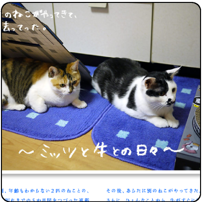 2匹のねこがやって来て、去ってった。~ミッツと牛との日々~