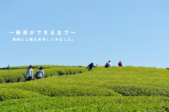 茶畑＆工場を見学してきました！
