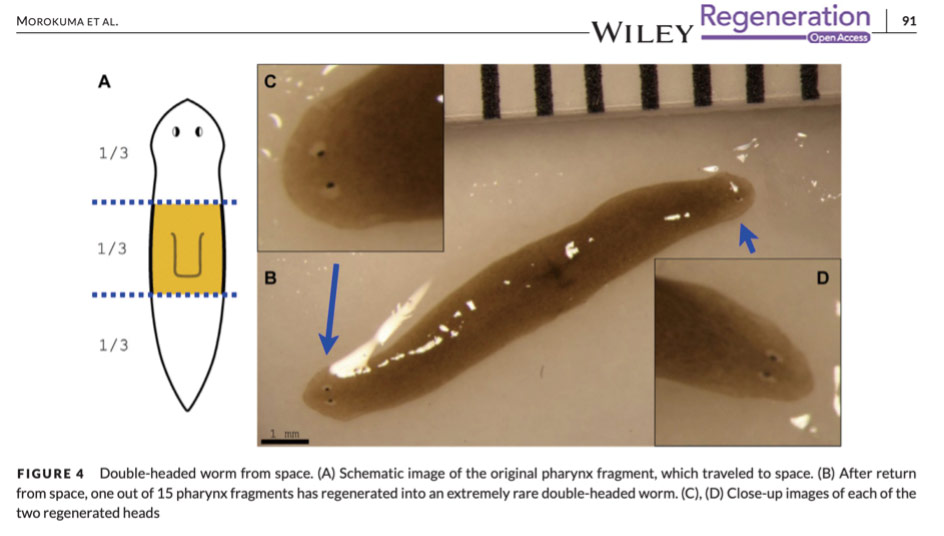 Morokuma J. Durant F., Williams K. B., Finkelstein J. M., Blackinston D. J., Clements T., Reed D. W., Roberts M., Jain M., Kimel K., Trauger S. A., Wolfe B. E., and Levin M. (2017) Planarian regeneration in space: Persistent anatomical, behavioral, and bacteriological changes induced by space travel. Regeneration 4: 85-102.