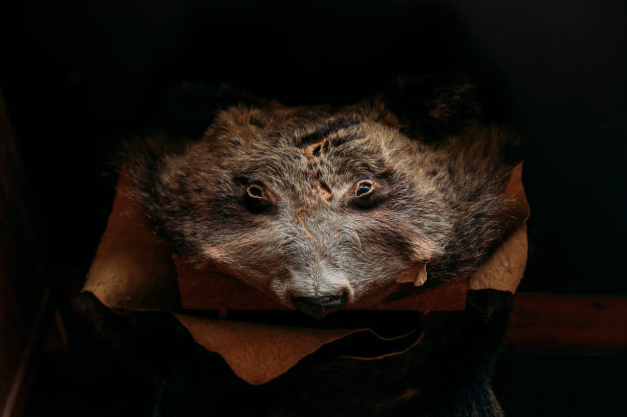 ▲ヒグマの敷物までありました。もちろん本物。
撮影｜前田景