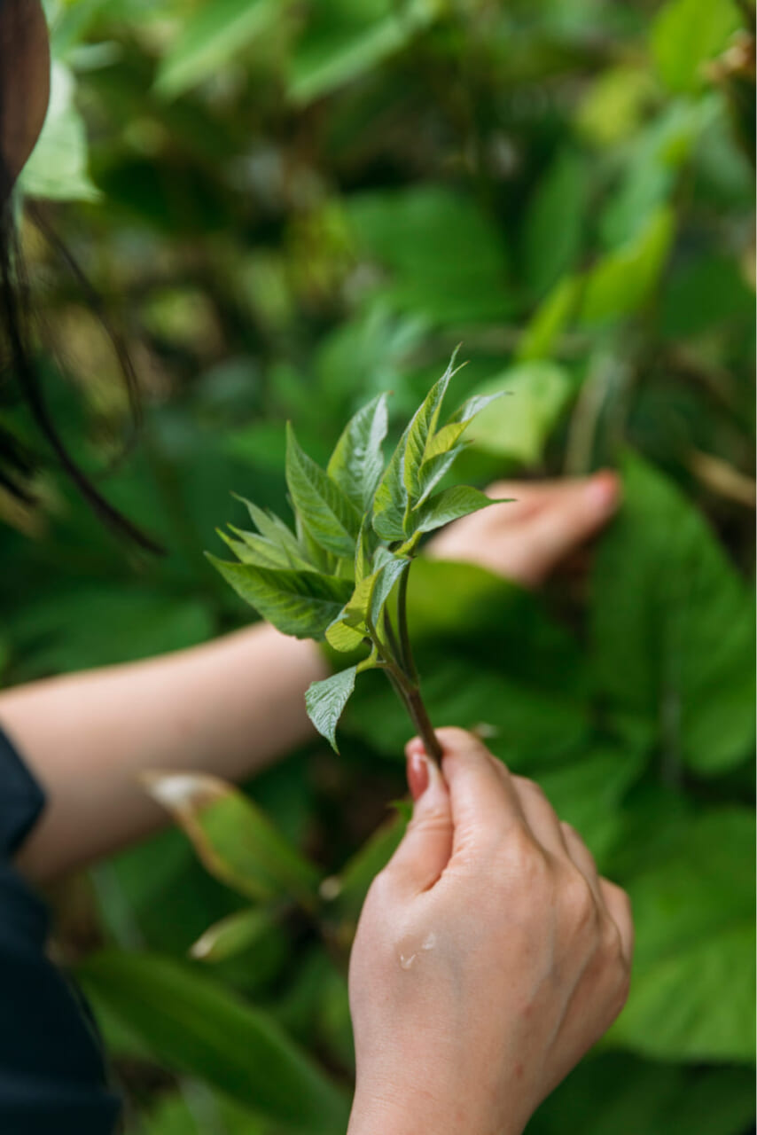 ▲たのしい山菜採り。これはウドの葉っぱ。
撮影｜前田景