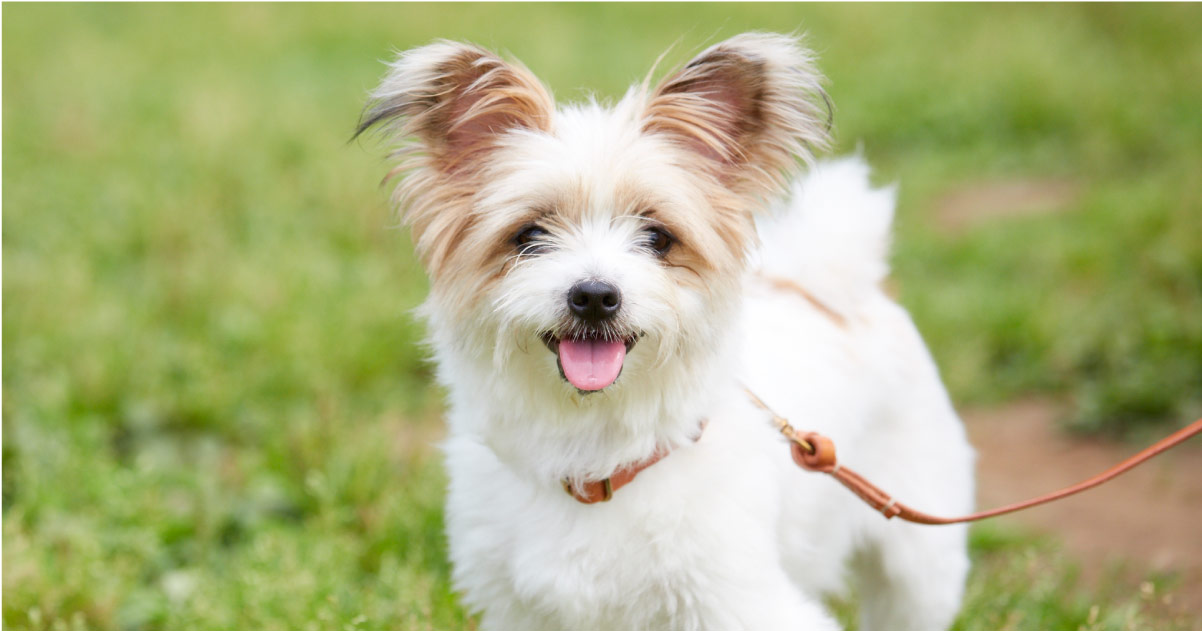 アンリさんのつくる犬の「くびわ」と「リード」 - ほぼ日刊イトイ新聞